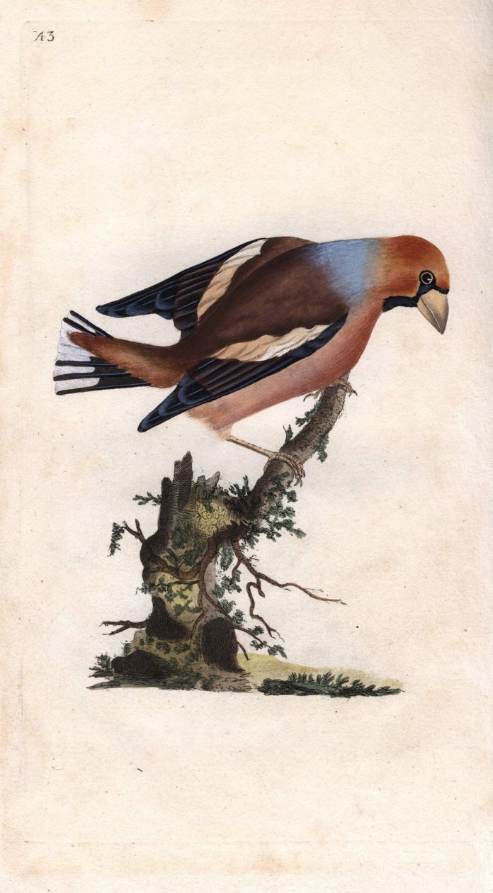Stort nebb bryter kjernen. Coccothrausts (Loxia coccothrausts). Kobberstikk av Edward Donovan (1768-1837), publisert i Natural History of British Birds, London av Edward Donovan