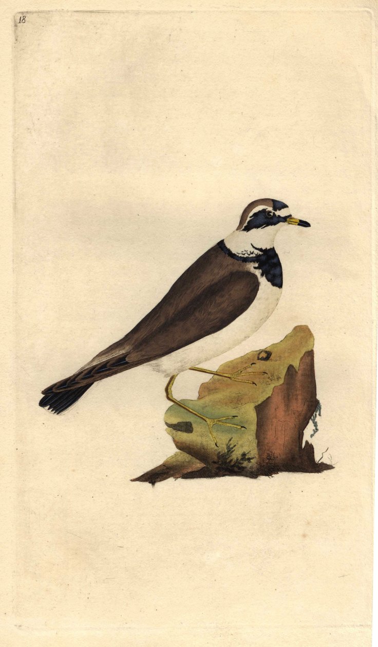 Stor grus. Charadrius hiaticula. Kobberstikk av Edward Donovan (1768-1837), publisert i Natural History of British Birds, London av Edward Donovan