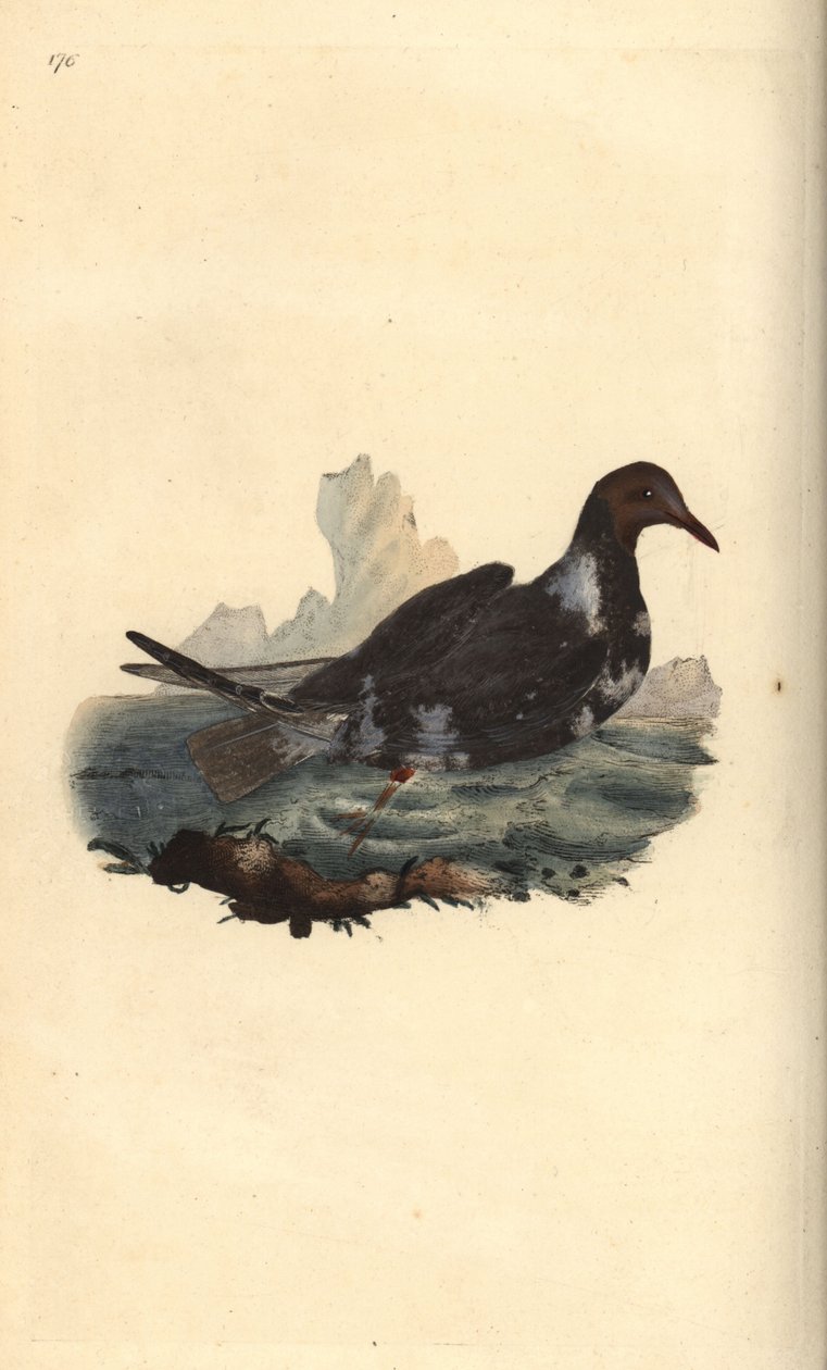 Svarthodemåke, Chroicocephalus ridibundus, i sommerfjærdrakt med brunt hode. Håndfarget kobberplate tegnet og gravert av Edward Donovan fra hans egen "Natural History of British Birds," London av Edward Donovan