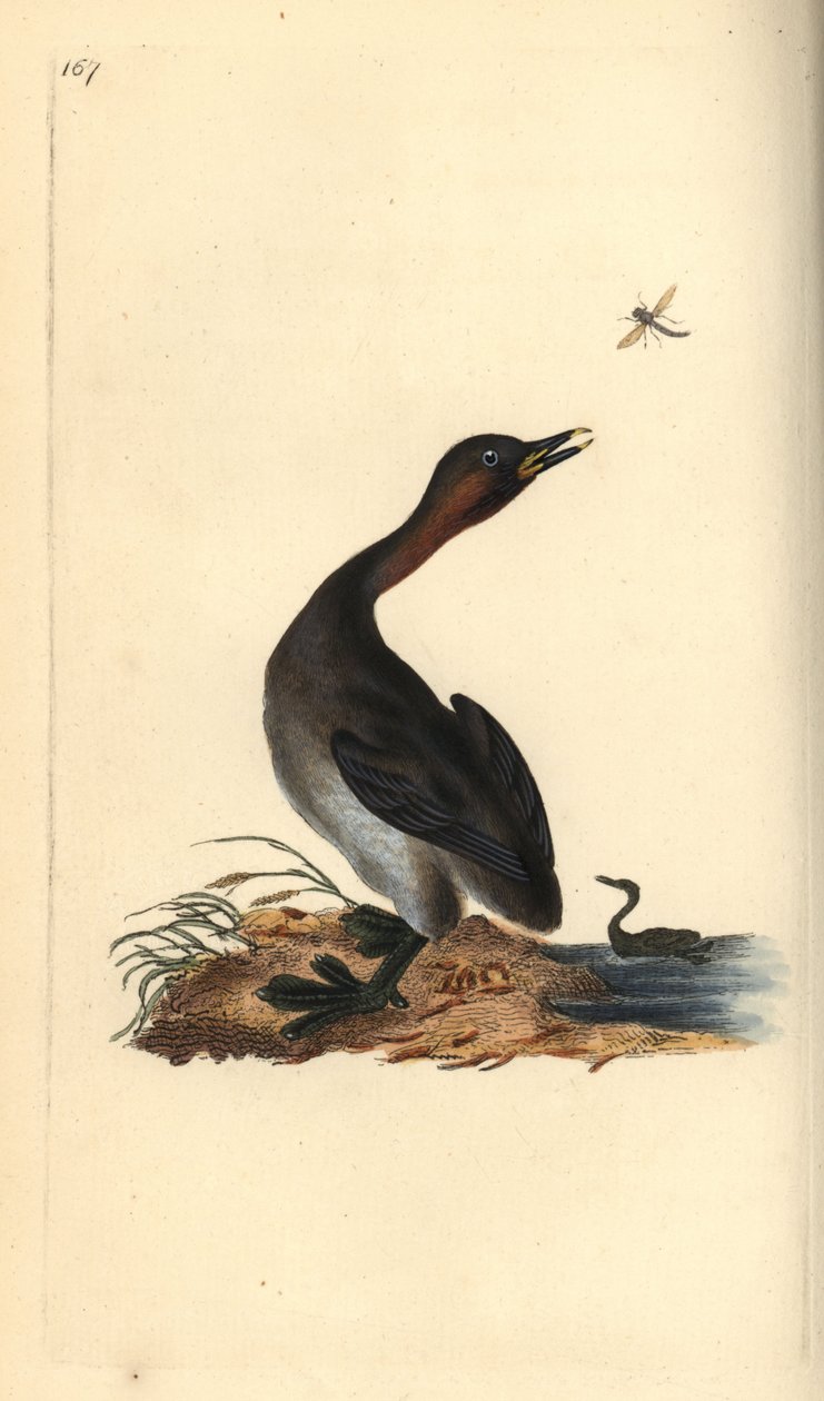Svart hakedykker, Podiceps hebridicus. (Lilledykker, Tachybaptus ruficollis?) Håndfarget kobberplate tegnet og gravert av Edward Donovan fra hans egen "Natural History of British Birds," London av Edward Donovan