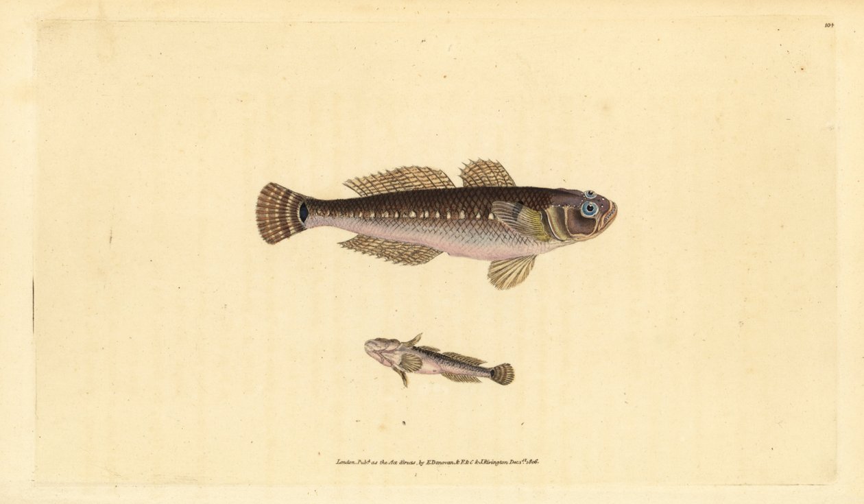 Svart kutel, Gobius niger. Håndfarget kobberplate tegnet og gravert av Edward Donovan fra hans Natural History of British Fishes, Donovan og F.C. og J. Rivington, London av Edward Donovan