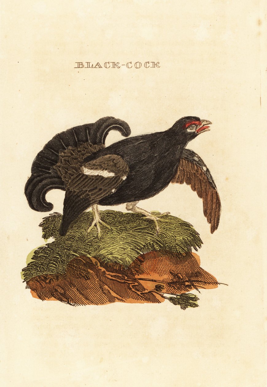 Orrfugl, Tetrao tetrix av Edward Donovan