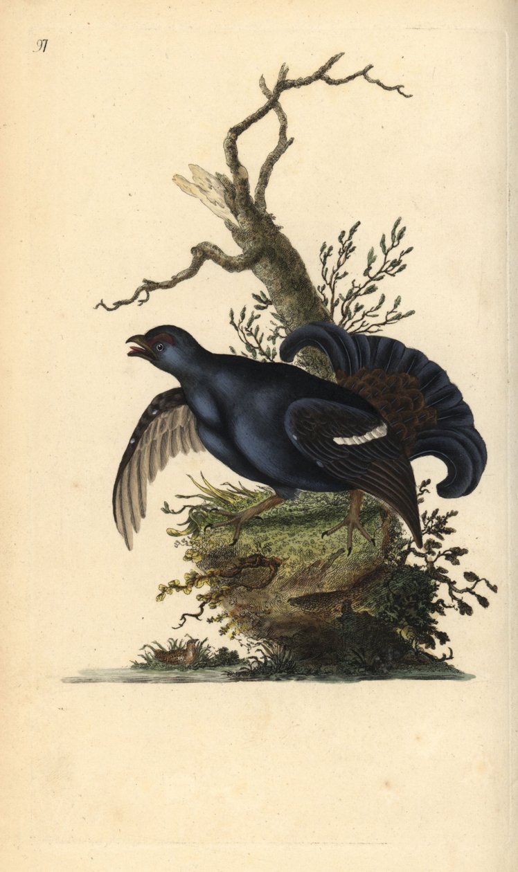 Orrfugl, Tetrao tetrix. Håndfarget kobberplate tegnet og gravert av Edward Donovan fra hans egen "Natural History of British Birds," London av Edward Donovan