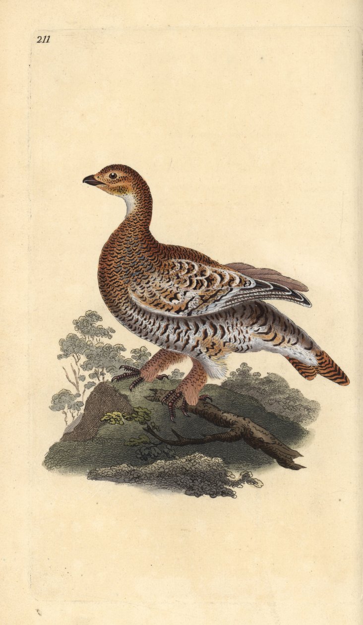 Orrfugl eller svartvilt, Tetrao tetrix. Håndfarget kobberplate tegnet og gravert av Edward Donovan fra hans egen "Natural History of British Birds," London av Edward Donovan