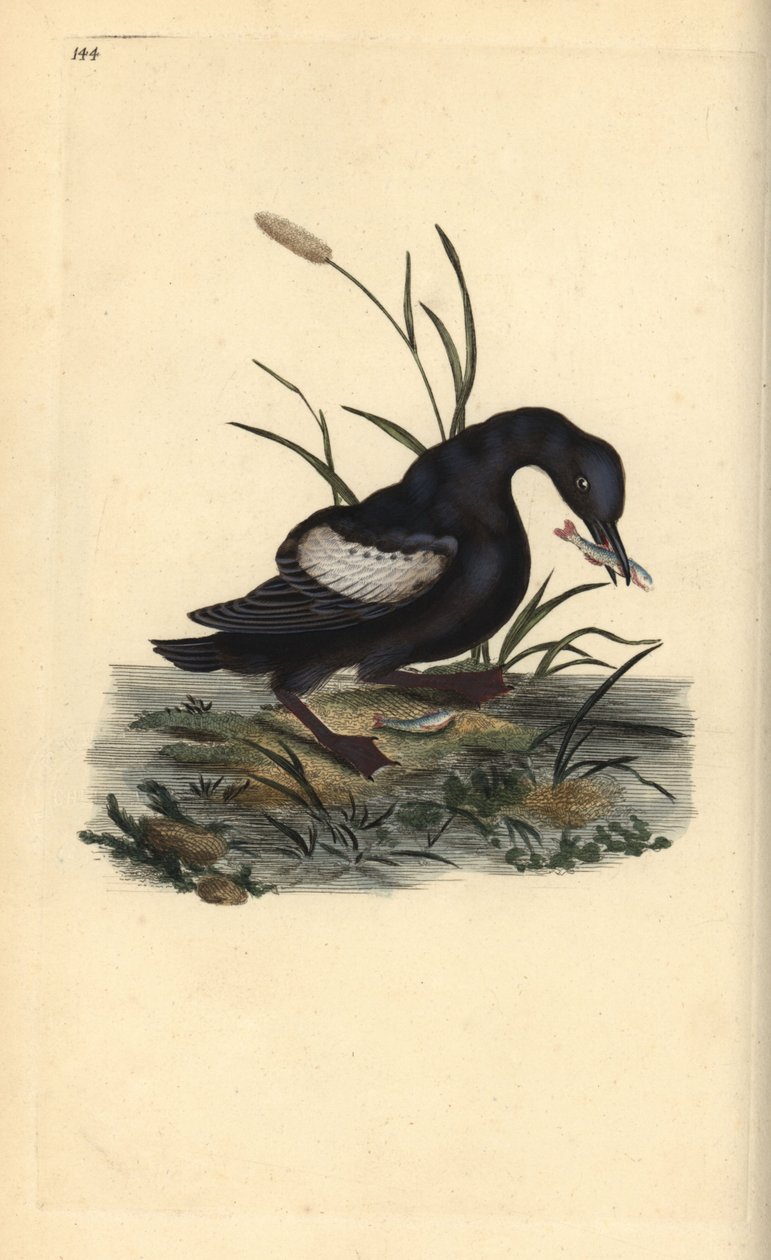 Svart lomvi eller tystie, Cepphus grylle, med fisk i nebbet. Håndfarget kobberplate tegnet og gravert av Edward Donovan fra hans egen "Natural History of British Birds," London av Edward Donovan