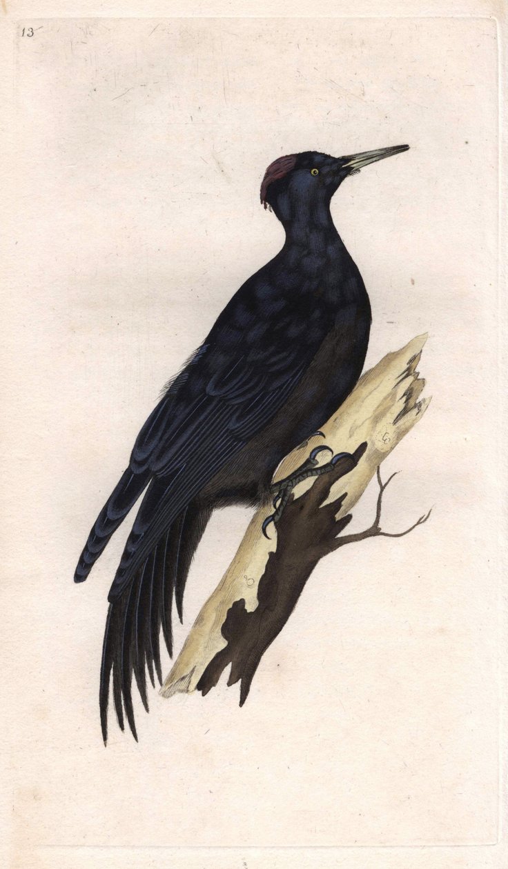 Svart topp. Dryocopus martius (Picus martius). Kobberstikk av Edward Donovan (1768-1837), publisert i Natural History of British Birds, London av Edward Donovan