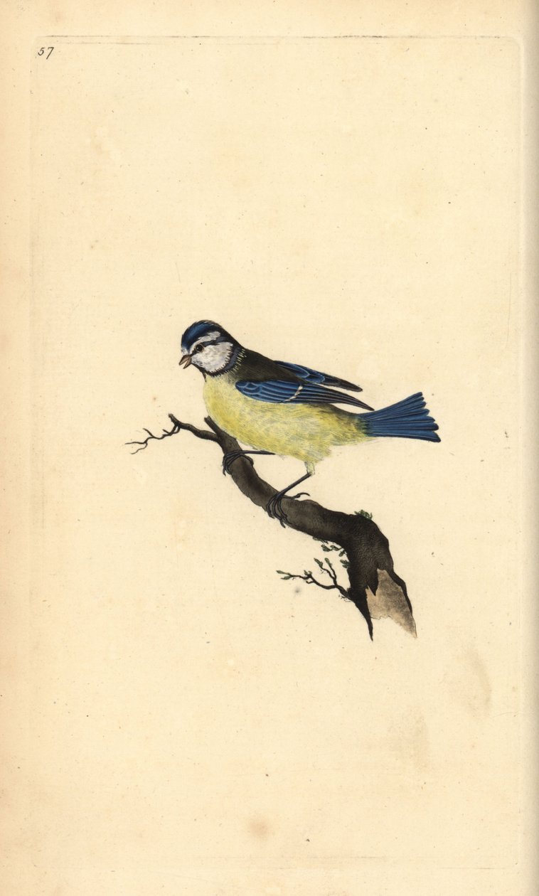 Blåmeis, Cyanistes caeruleus. Håndfarget kobberplate tegnet og gravert av Edward Donovan fra hans egen "Natural History of British Birds," London av Edward Donovan