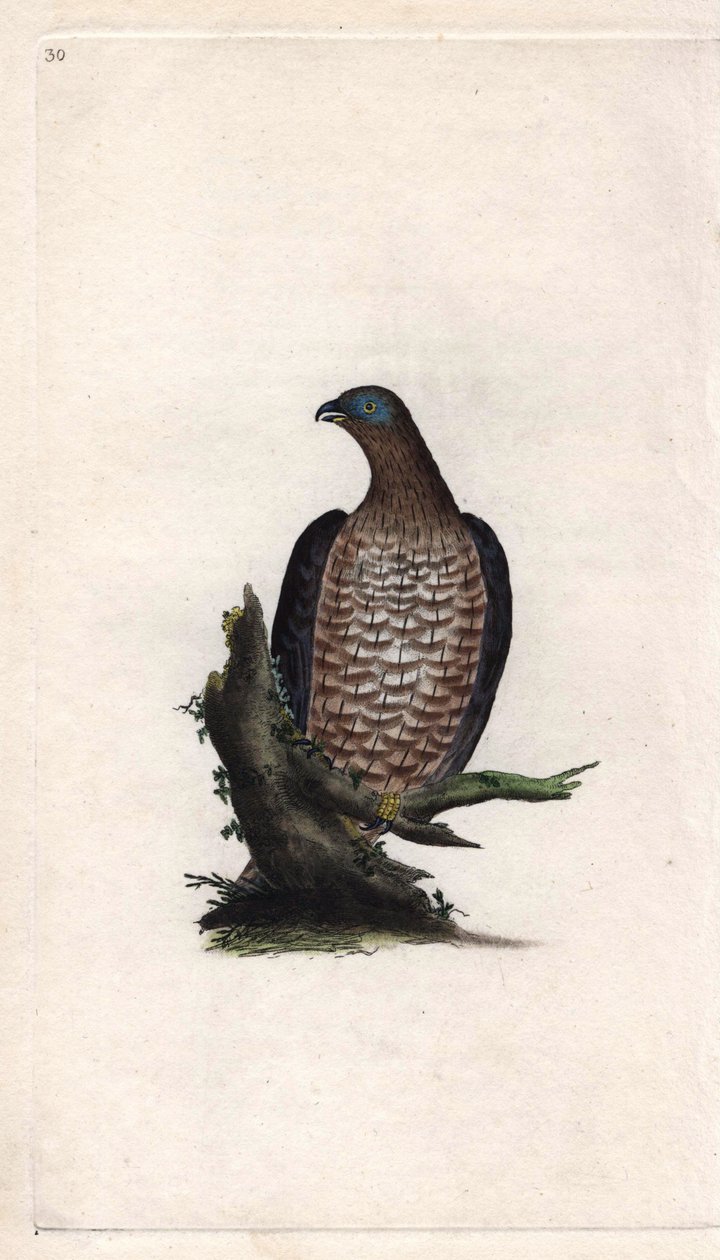 Bondree er ivrig. Pernis apivorus (Falco apivorus). Kobberstikk av Edward Donovan (1768-1837), publisert i Natural History of British Birds, London av Edward Donovan