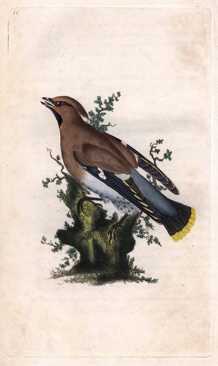 Boreal jaspis. Bombycilla garrulus (Ampelis garrulus). Kobberstikk av Edward Donovan (1768-1837), publisert i Natural History of British Birds, London av Edward Donovan