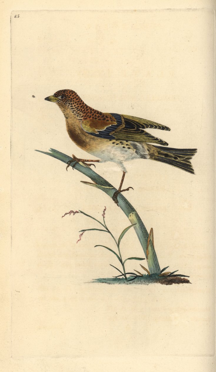 Brambling, Fringilla montifringilla. Håndfarget kobberplate tegnet og gravert av Edward Donovan fra hans egen "Natural History of British Birds," London av Edward Donovan