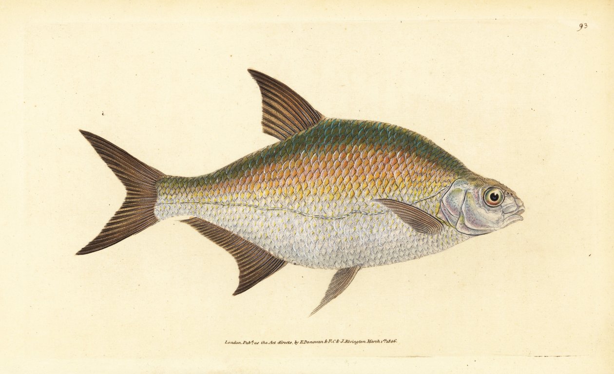 Brasmer, Abramis brama (Cyprinus brama). Håndfarget kobberplate tegnet og gravert av Edward Donovan fra hans Natural History of British Fishes, Donovan og F.C. og J. Rivington, London av Edward Donovan