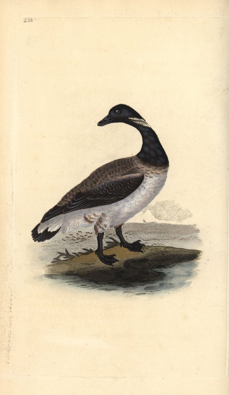 Brentgås, Branta bernicla. Håndfarget kobberplate tegnet og gravert av Edward Donovan fra hans egen "Natural History of British Birds," London av Edward Donovan