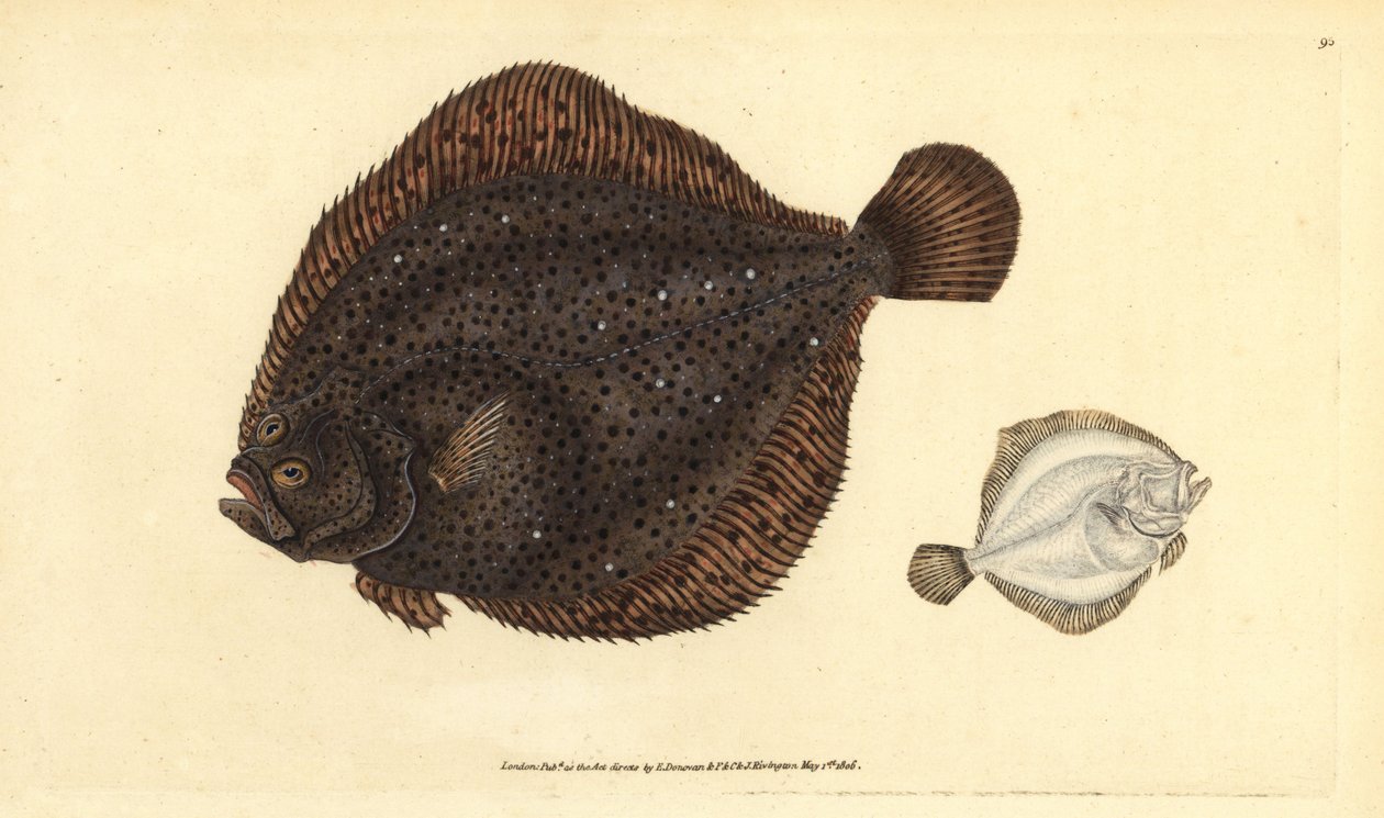 Brill eller perle, Scophthalmus rhombus (Pleuronectes rhombus). Håndfarget kobberplate tegnet og gravert av Edward Donovan fra hans Natural History of British Fishes, Donovan og F.C. og J. Rivington, London av Edward Donovan