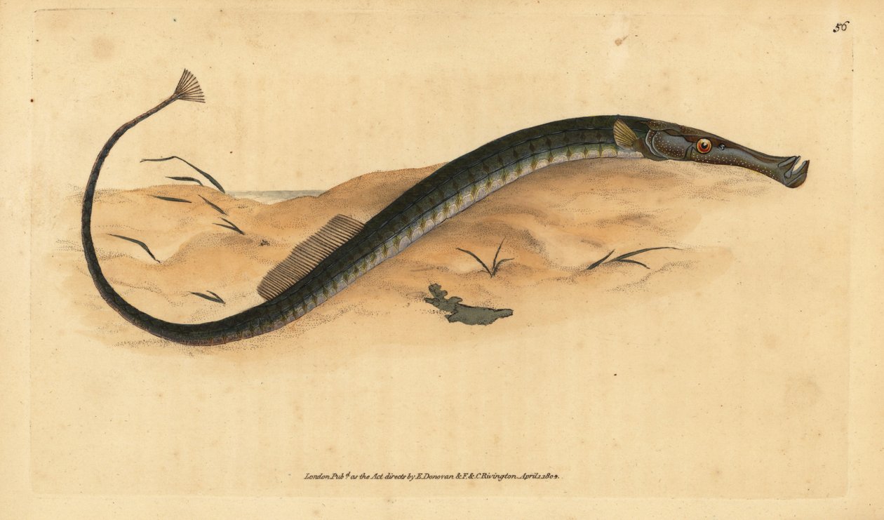Bredneset eller kortere pipefisk. Syngnathus-tyffel. Håndfarget kobberplate tegnet og gravert av Edward Donovan fra hans Natural History of British Fishes, Donovan og F.C. og J. Rivington, London av Edward Donovan