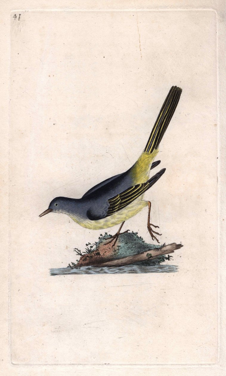 Brook Shepherd. Motacilla cinerea (Motacilla boarula). Kobberstikk av Edward Donovan (1768-1837), publisert i Natural History of British Birds, London av Edward Donovan