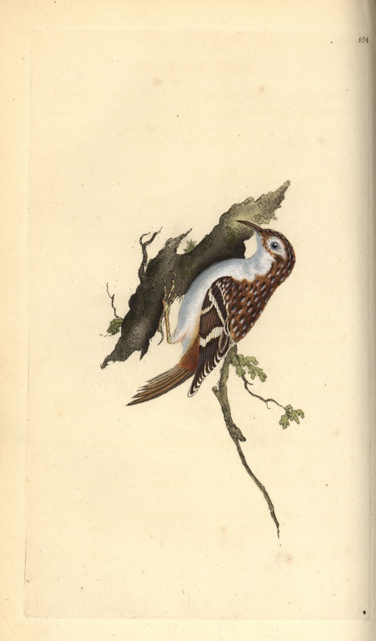 Brun slyngplante, Certhia familiaris. Håndfarget kobberplate tegnet og gravert av Edward Donovan fra hans egen "Natural History of British Birds," London av Edward Donovan