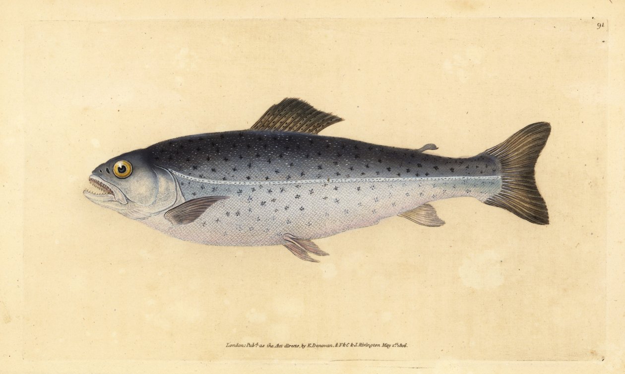 Ørret, Salmo trutta (Sewen, Salmo cambricus). Håndfarget kobberplate tegnet og gravert av Edward Donovan fra hans Natural History of British Fishes, Donovan og F.C. og J. Rivington, London av Edward Donovan