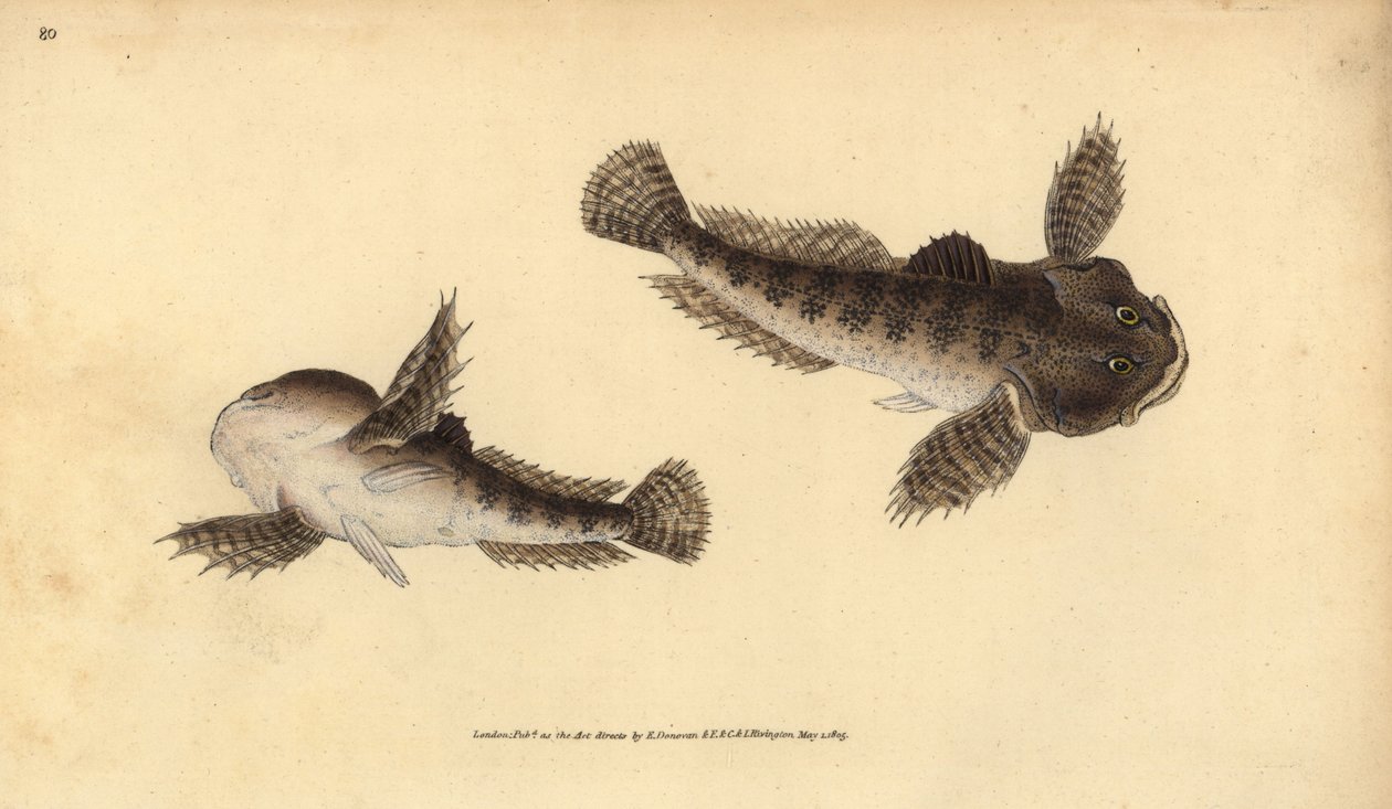 Oksehode, Cottus gobio (elvoksehode). Håndfarget kobberplate tegnet og gravert av Edward Donovan fra hans Natural History of British Fishes, Donovan og F.C. og J. Rivington, London av Edward Donovan