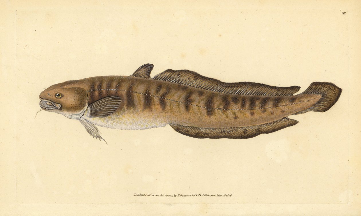 Burbot, Lota lota (Gadus lota). Håndfarget kobberplate tegnet og gravert av Edward Donovan fra hans Natural History of British Fishes, Donovan og F.C. og J. Rivington, London av Edward Donovan