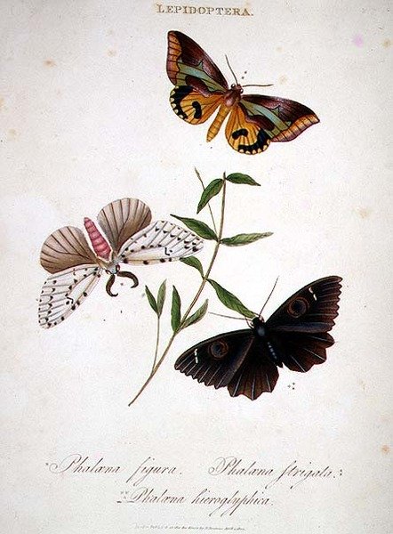 Sommerfugler: Phalaena Figura; Phalaena Strigata og Phalaena Hieroglyphica, pub. av kunstneren av Edward Donovan