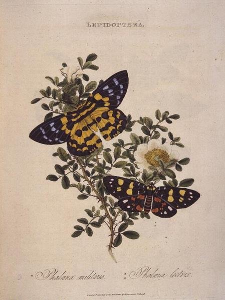 Sommerfugler: Phalaena Militaris, Phalaena Lectrix, pub. av kunstneren av Edward Donovan