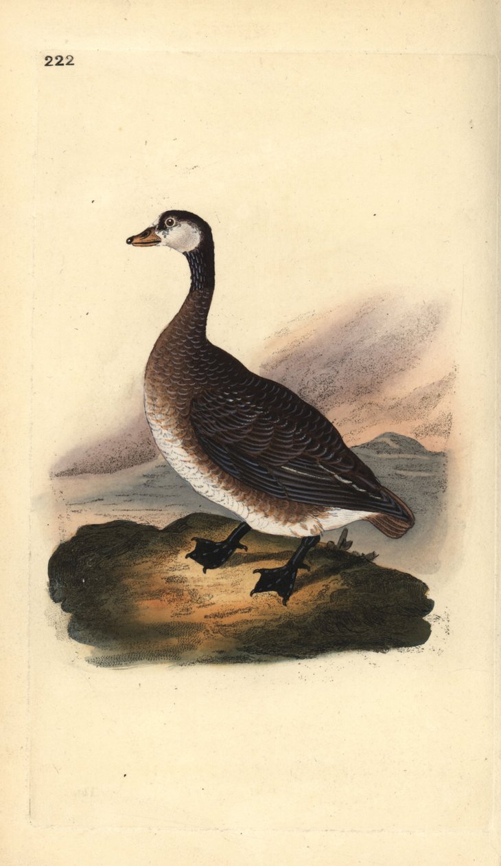 Kanadagås, Branta canadensis. Håndfarget kobberplate tegnet og gravert av Edward Donovan fra hans egen "Natural History of British Birds," London av Edward Donovan
