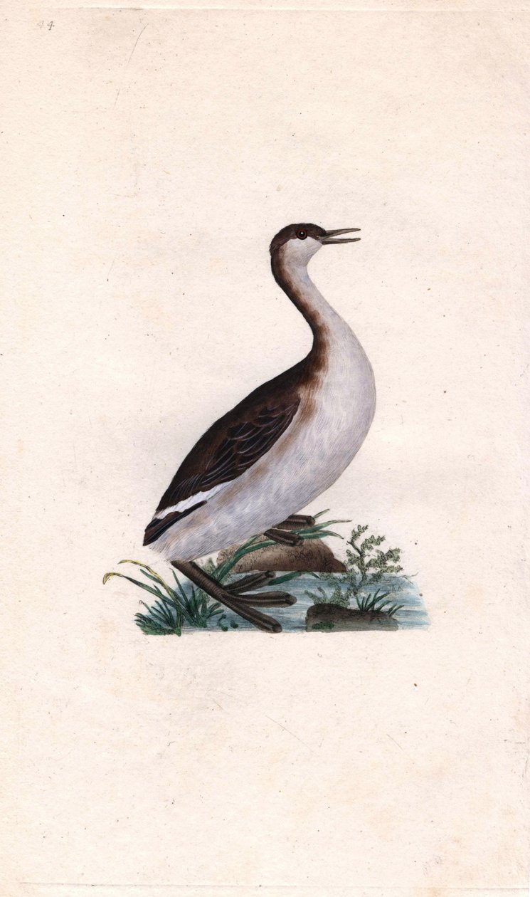 Castagny lappedykker. Tachybaptus ruficollis (Podiceps nigricans). Kobberstikk av Edward Donovan (1768-1837), publisert i Natural History of British Birds, London av Edward Donovan