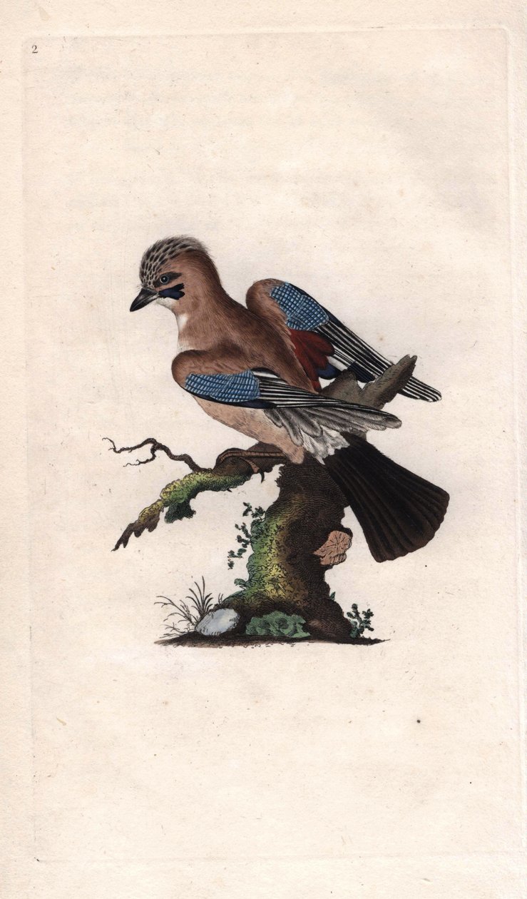 Chenes Jay. Garrulus glandarius (Corvus glandarius). Kobberstikk av Edward Donovan (1768-1837), publisert i Natural History of British Birds, London av Edward Donovan