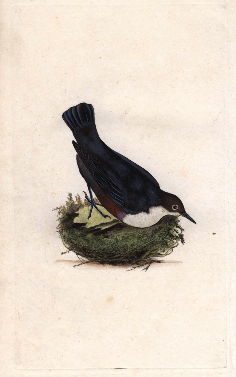 Dykkerdykker. Cinclus cinclus (Sturnus cinclus). Kobberstikk av Edward Donovan (1768-1837), publisert i Natural History of British Birds, London av Edward Donovan