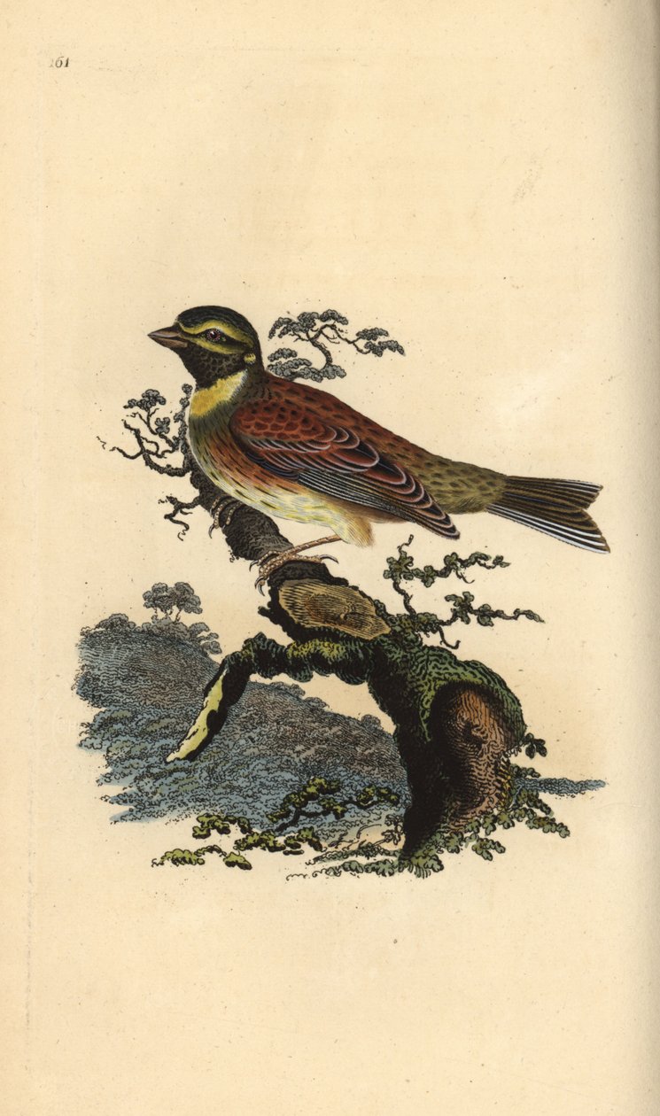 Sirkelspurv, Emberiza cirlus. Håndfarget kobberplate tegnet og gravert av Edward Donovan fra hans egen "Natural History of British Birds," London av Edward Donovan