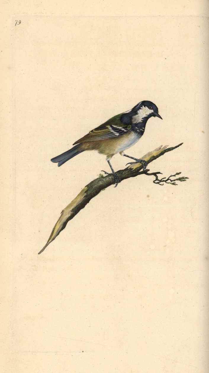 Kull det, Periparus ater. Håndfarget kobberplate tegnet og gravert av Edward Donovan fra hans egen "Natural History of British Birds," London av Edward Donovan