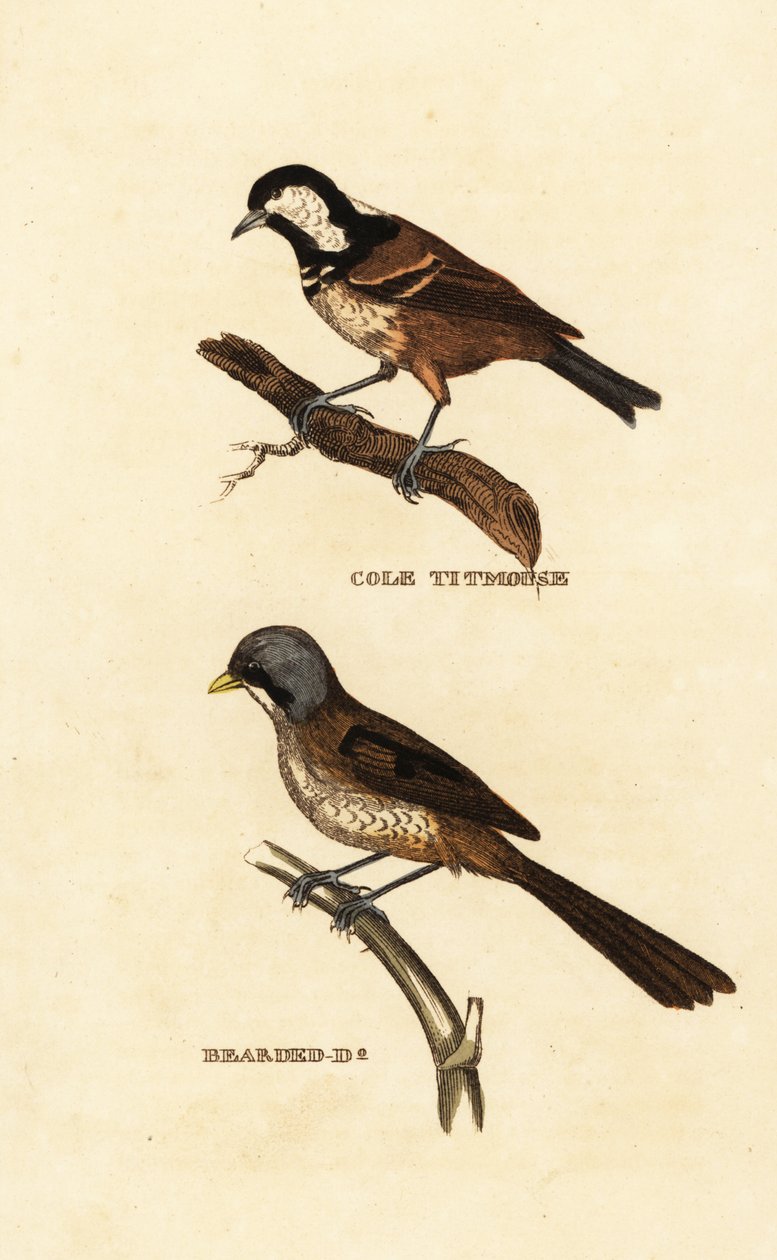 Kullmeis, Parus ater, og skjeggete, Panurus biarmicus av Edward Donovan
