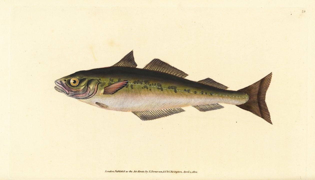 Sei eller sei, Pollachius virens (Gadus carbonarius). Håndfarget kobberplate tegnet og gravert av Edward Donovan fra hans Natural History of British Fishes, Donovan og F.C. og J. Rivington, London av Edward Donovan
