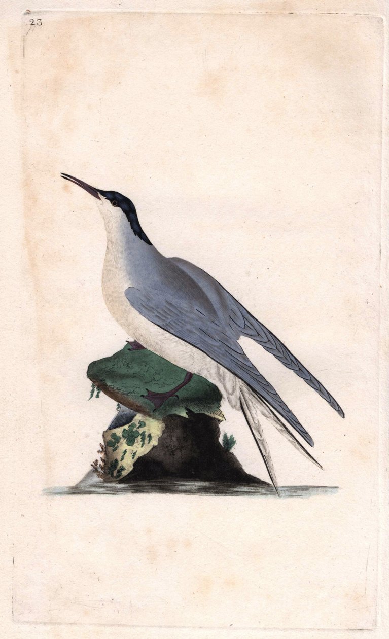 Vanlig tern. Sterna hirundo. Kobberstikk av Edward Donovan (1768-1837), publisert i Natural History of British Birds, London av Edward Donovan