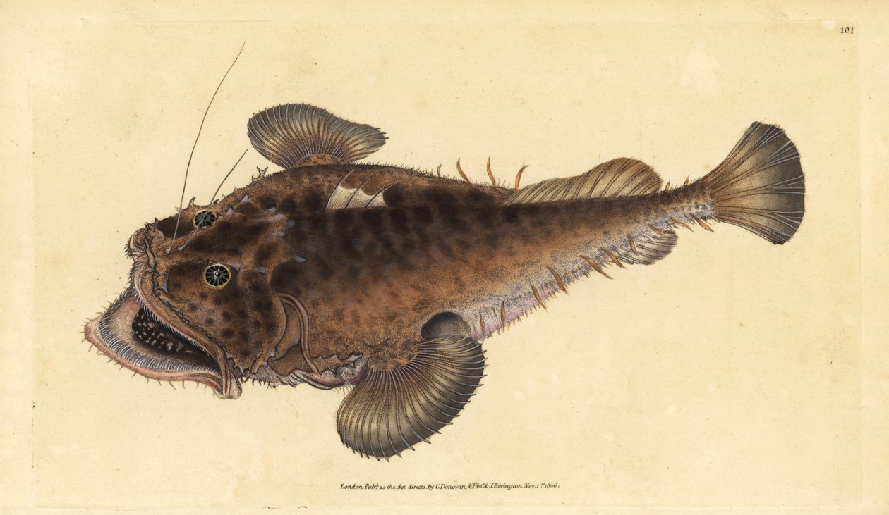 Vanlig stangfisk, Lophius piscatorius. Håndfarget kobberplate tegnet og gravert av Edward Donovan fra hans Natural History of British Fishes, Donovan og F.C. og J. Rivington, London av Edward Donovan
