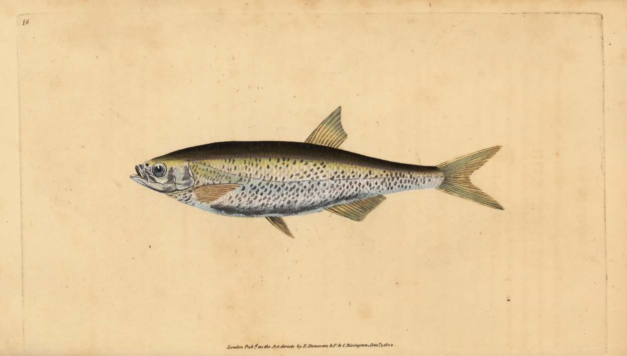 Vanlig dyster, Alburnus alburnus (Cyprinus alburnus). Håndfarget kobberplate tegnet og gravert av Edward Donovan fra hans Natural History of British Fishes, Donovan og F.C. og J. Rivington, London av Edward Donovan
