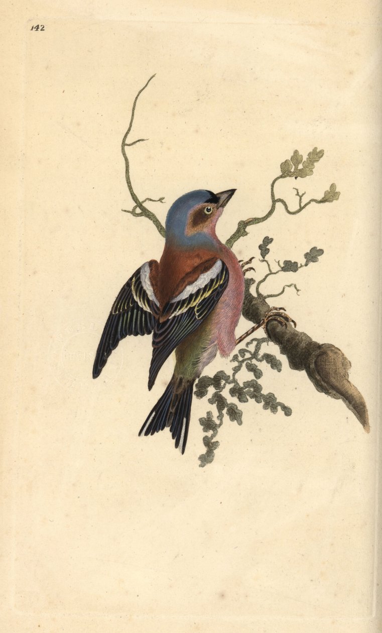 Vanlig bokfink, Fringilla coelebs. Håndfarget kobberplate tegnet og gravert av Edward Donovan fra hans egen "Natural History of British Birds," London av Edward Donovan