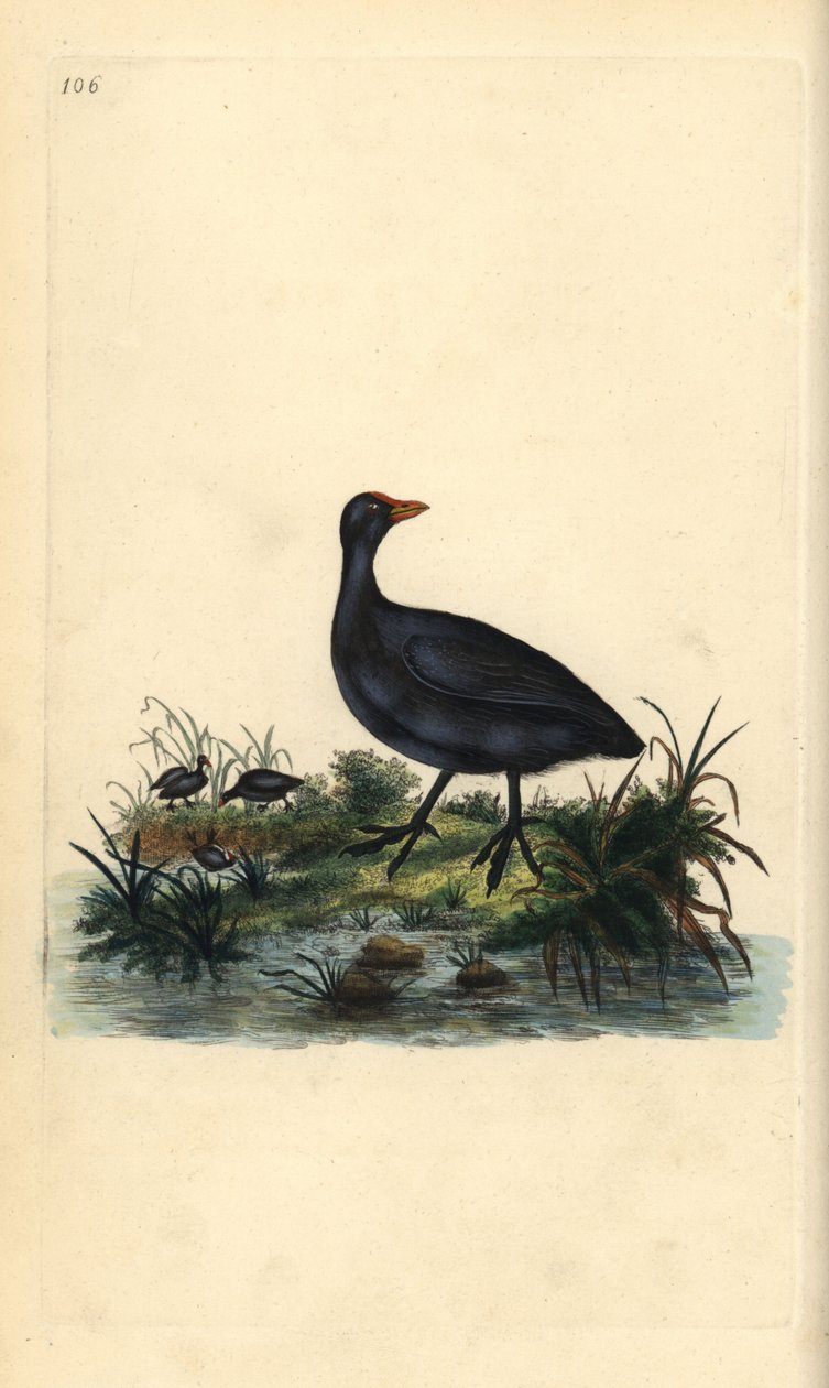 Vanlig hønsehøne, Fulica atra. Håndfarget kobberplate tegnet og gravert av Edward Donovan fra hans egen "Natural History of British Birds," London av Edward Donovan