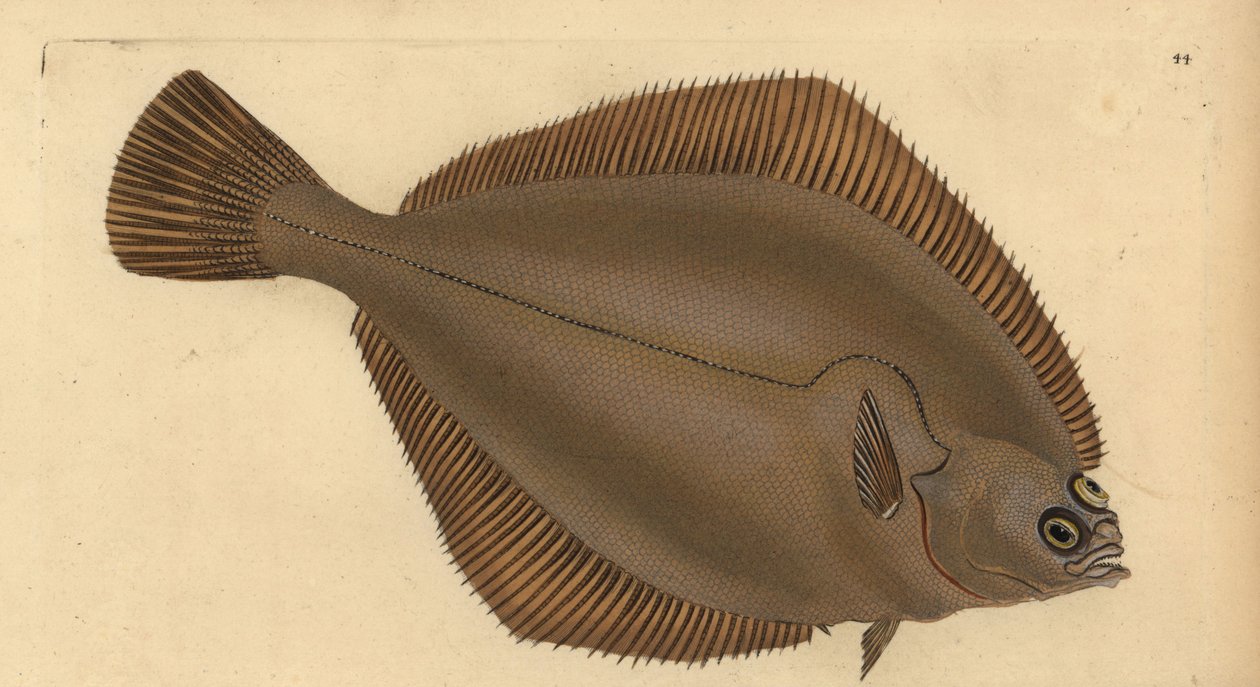 Vanlig dab, Limanda limanda (Pleuronectes limanda). Håndfarget kobberplate tegnet og gravert av Edward Donovan fra hans Natural History of British Fishes, Donovan og F.C. og J. Rivington, London av Edward Donovan