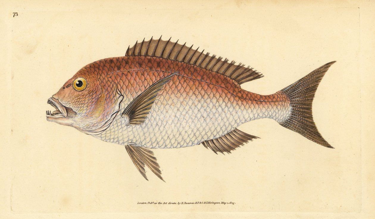 Vanlig dentex, dentex dentex. Sårbar. (Firetannet sparus, Sparus dentex). Håndfarget kobberplate tegnet og gravert av Edward Donovan fra hans Natural History of British Fishes, Donovan og F.C. og J. Rivington, London av Edward Donovan