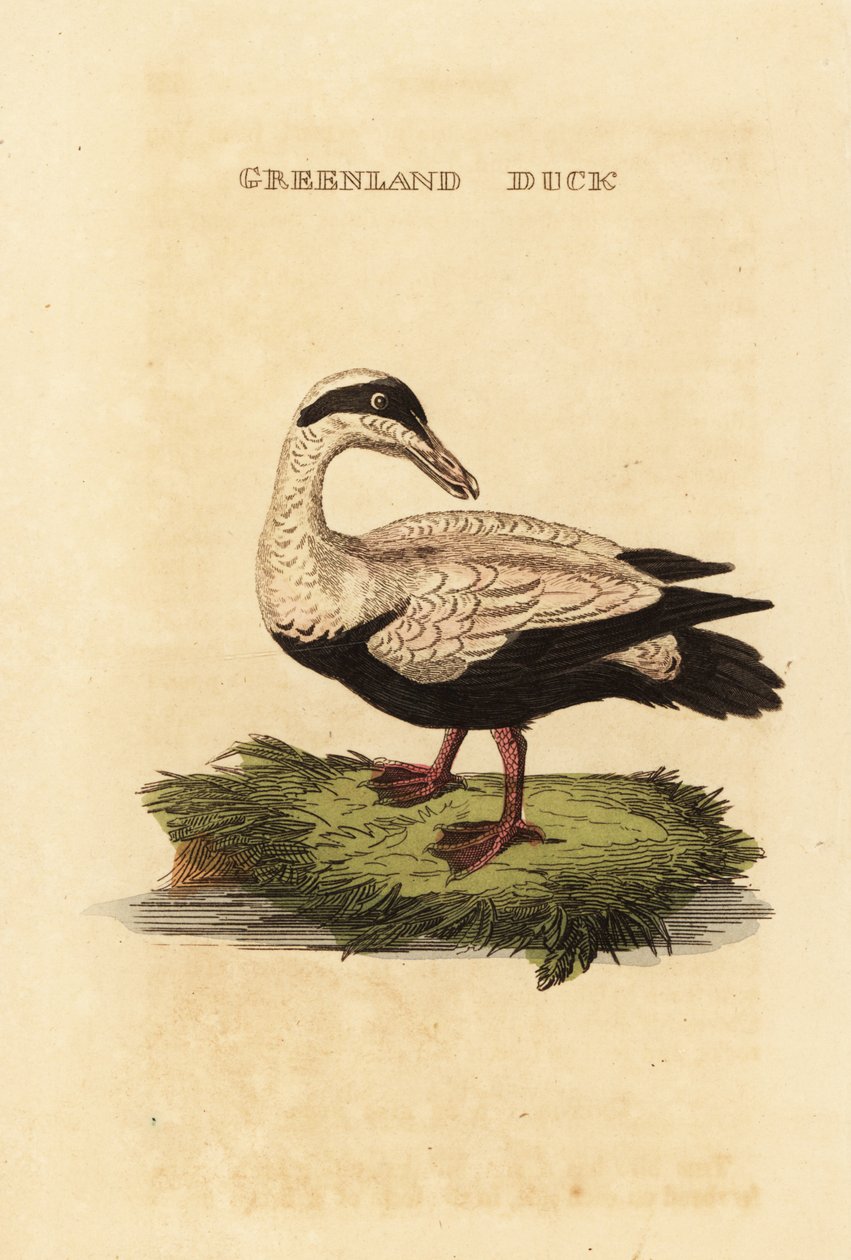 Ærfugl, Somateria av Edward Donovan