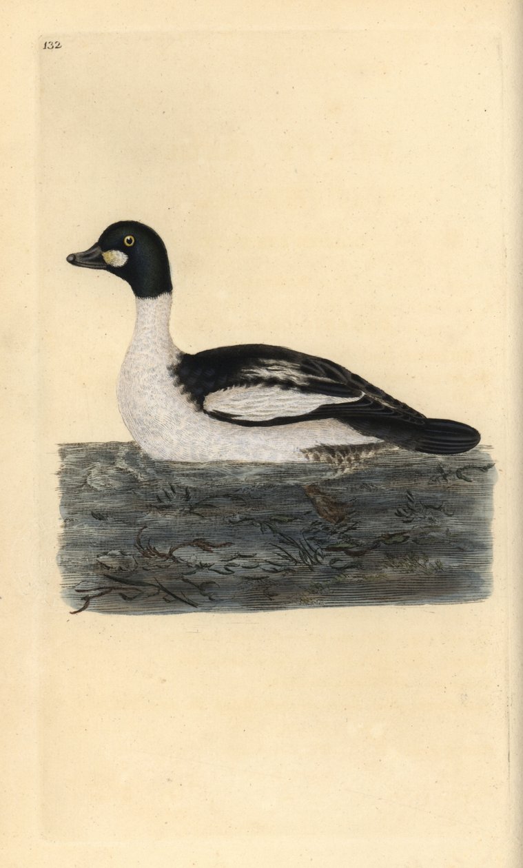 Vanlig gulløye, Bucephala clangula. Håndfarget kobberplate tegnet og gravert av Edward Donovan fra hans egen "Natural History of British Birds" (1794-1819). Edward Donovan (1768–1837) var en anglo-irsk amatørzoolog, forfatter, kunstner og gravør. H av Edward Donovan
