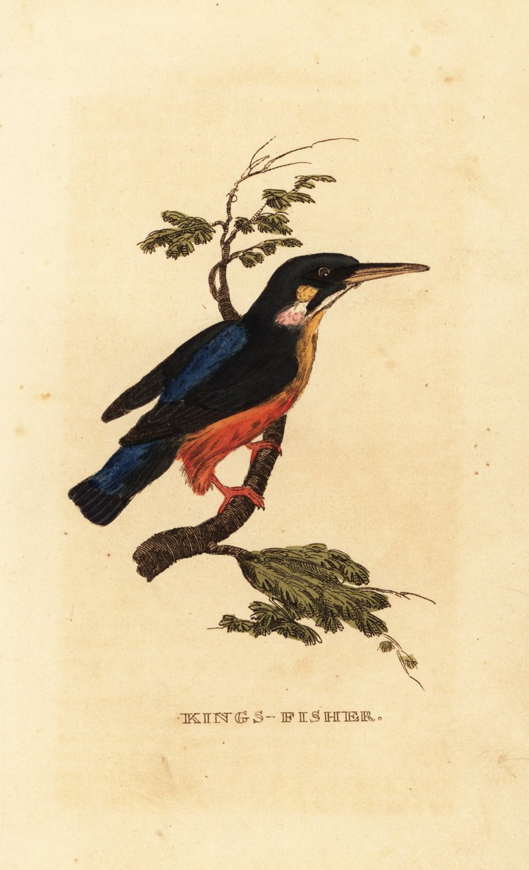 Vanlig isfugl, Alcedo atthis av Edward Donovan