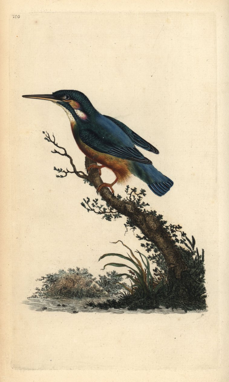 Vanlig isfugl, Alcedo atthis. Håndfarget kobberplate tegnet og gravert av Edward Donovan fra hans egen "Natural History of British Birds," London av Edward Donovan