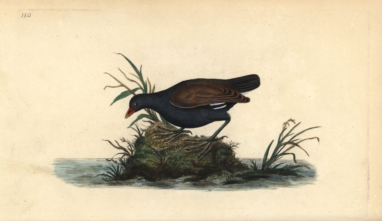 Vanlig myrhøne, Gallinula chloropus. Håndfarget kobberplate tegnet og gravert av Edward Donovan fra hans egen "Natural History of British Birds," London av Edward Donovan