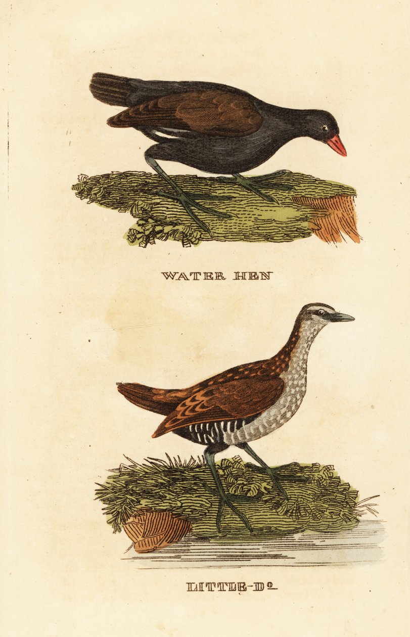 Vanlig myrhøne, Gallinula chloropus, og flekkkrekk, Porzana porzana av Edward Donovan