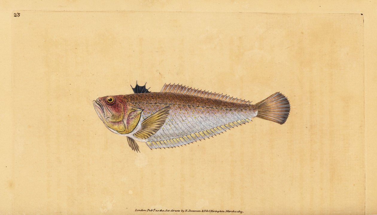 Vanlig eller storsvit, Trachinus draco. Håndfarget kobberplate tegnet og gravert av Edward Donovan fra hans Natural History of British Fishes, Donovan og F.C. og J. Rivington, London av Edward Donovan