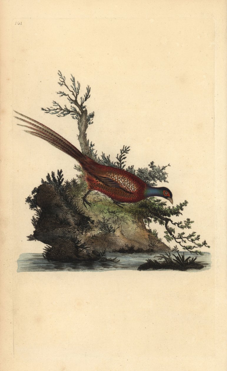 Vanlig fasan, Phasianus colchicus. Håndfarget kobberplate tegnet og gravert av Edward Donovan fra hans egen "Natural History of British Birds," London av Edward Donovan