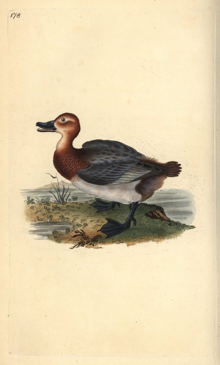 Vanlig pochard eller rødhodet piker, Aythra ferina (hun). Håndfarget kobberplate tegnet og gravert av Edward Donovan fra hans egen "Natural History of British Birds," London av Edward Donovan