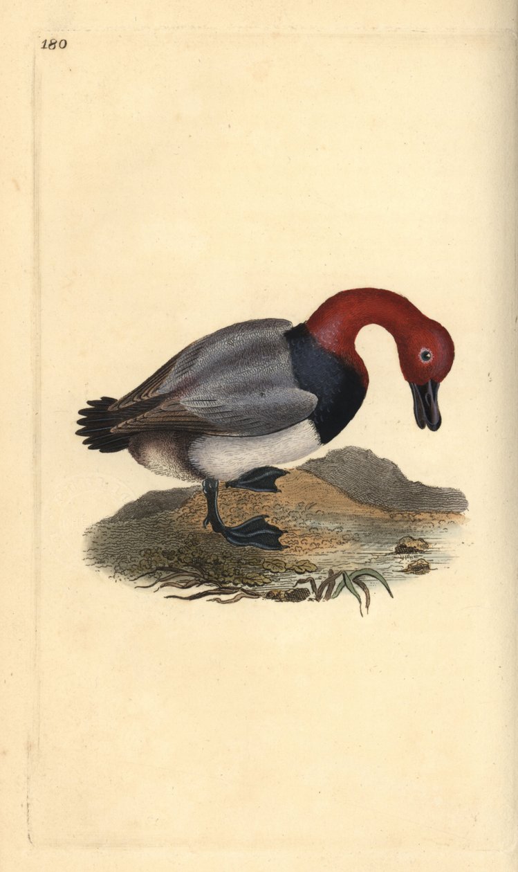Vanlig pochard eller rødhodet piker, Aythra ferina (hann). Håndfarget kobberplate tegnet og gravert av Edward Donovan fra hans egen "Natural History of British Birds," London av Edward Donovan